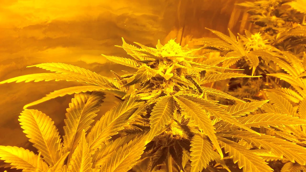 Critical Jack week 7 flower