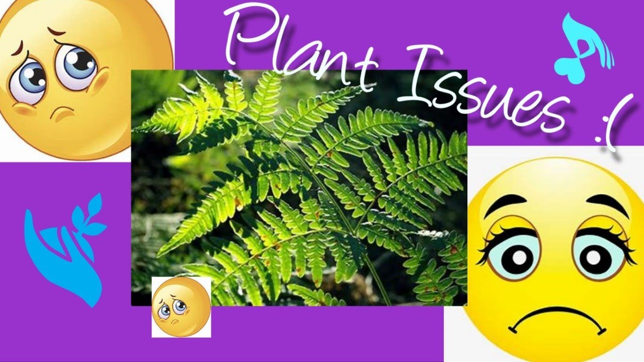 Plants I'm Having Issues With & Chat