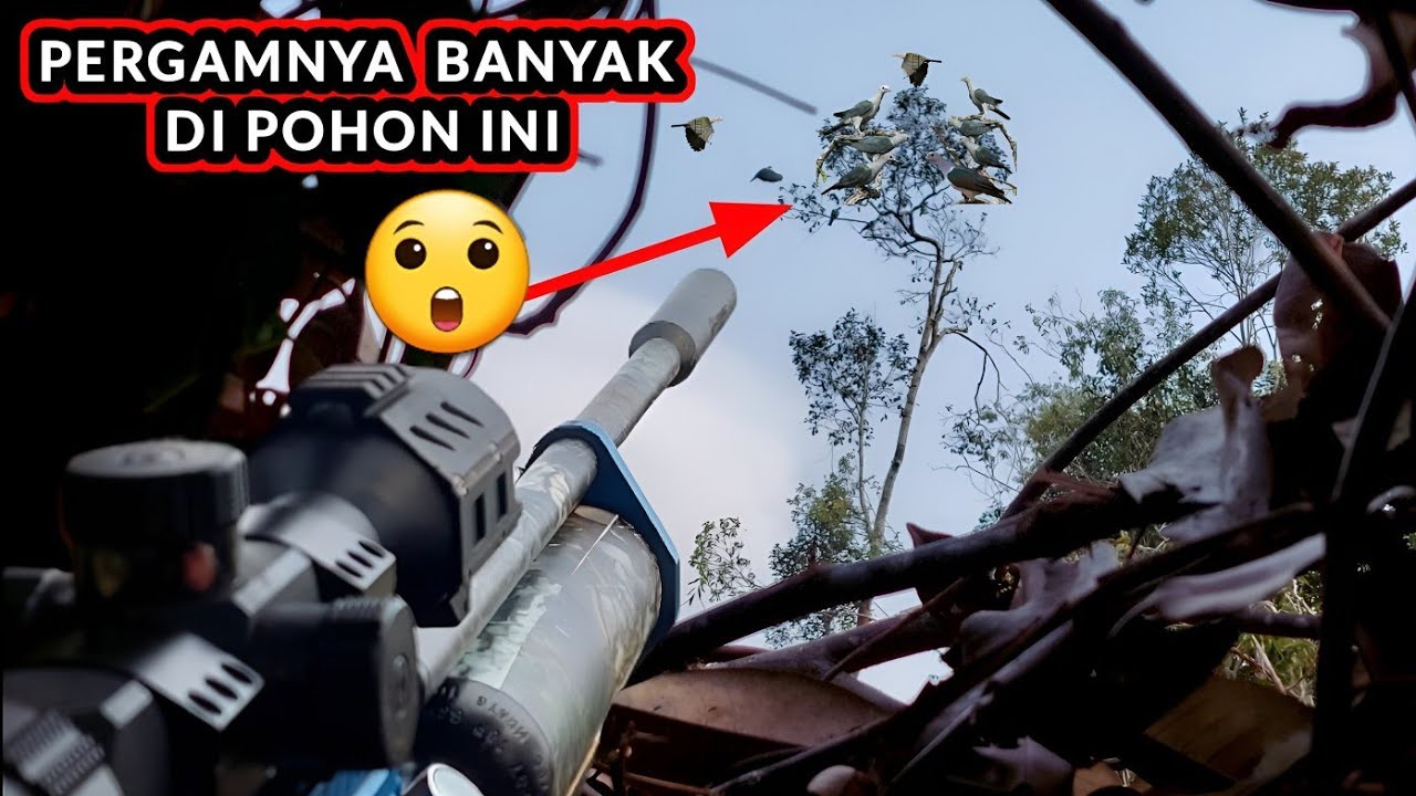 BANYAKNYA BURUNG PERGAM DI POHON INI. BERBURU PERGAM‼️‼️