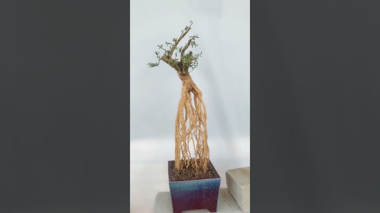 Tips for creating beautiful roots bonsai boxwood #satisfying #short