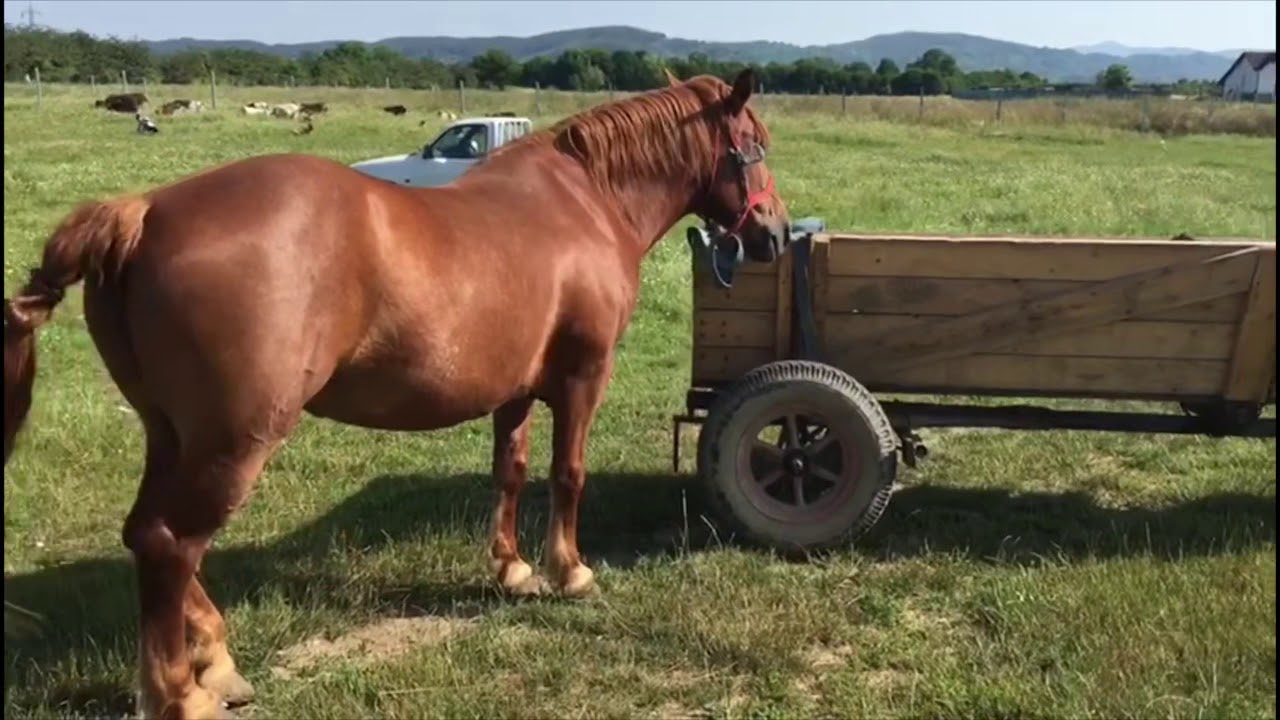 Târg de cai Sighetu-Marmatiei,Maramures#1.07.2019