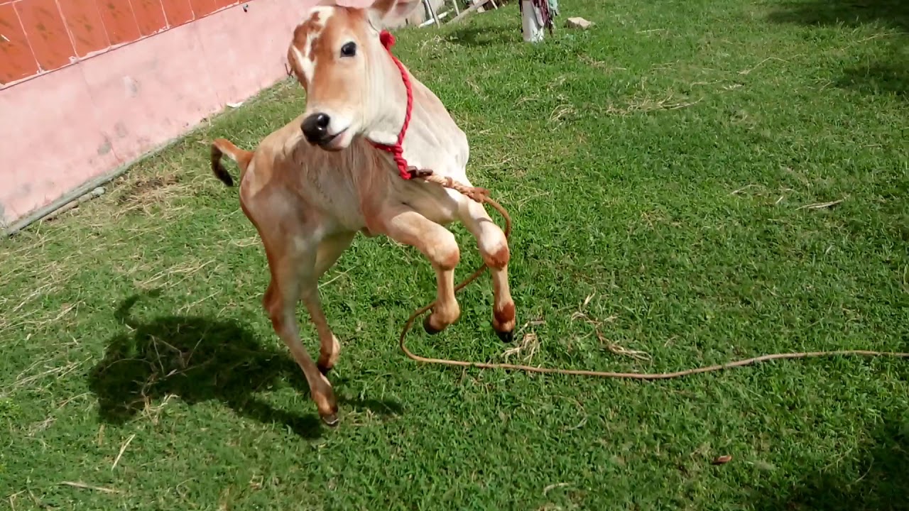 A beautiful calf (kannukutty) playing in grass field