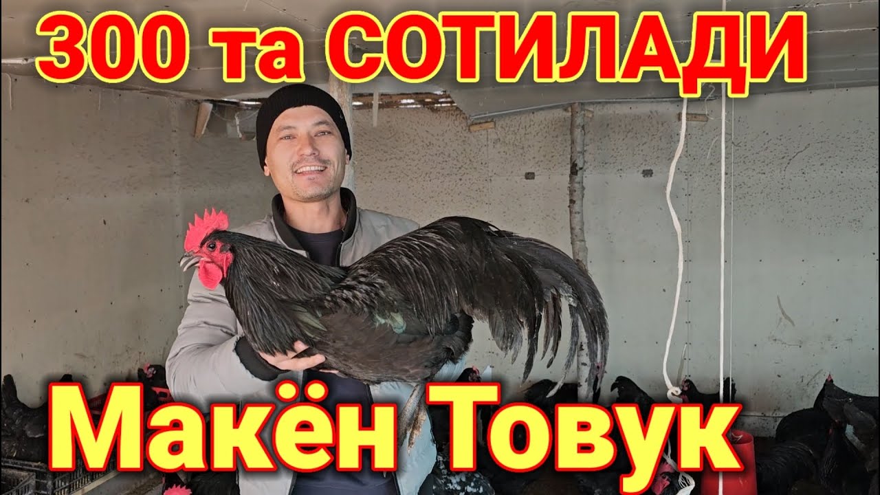 Тухум тугаётган ёш товуклар сотилади оптомига андижон кора ва Астролоп