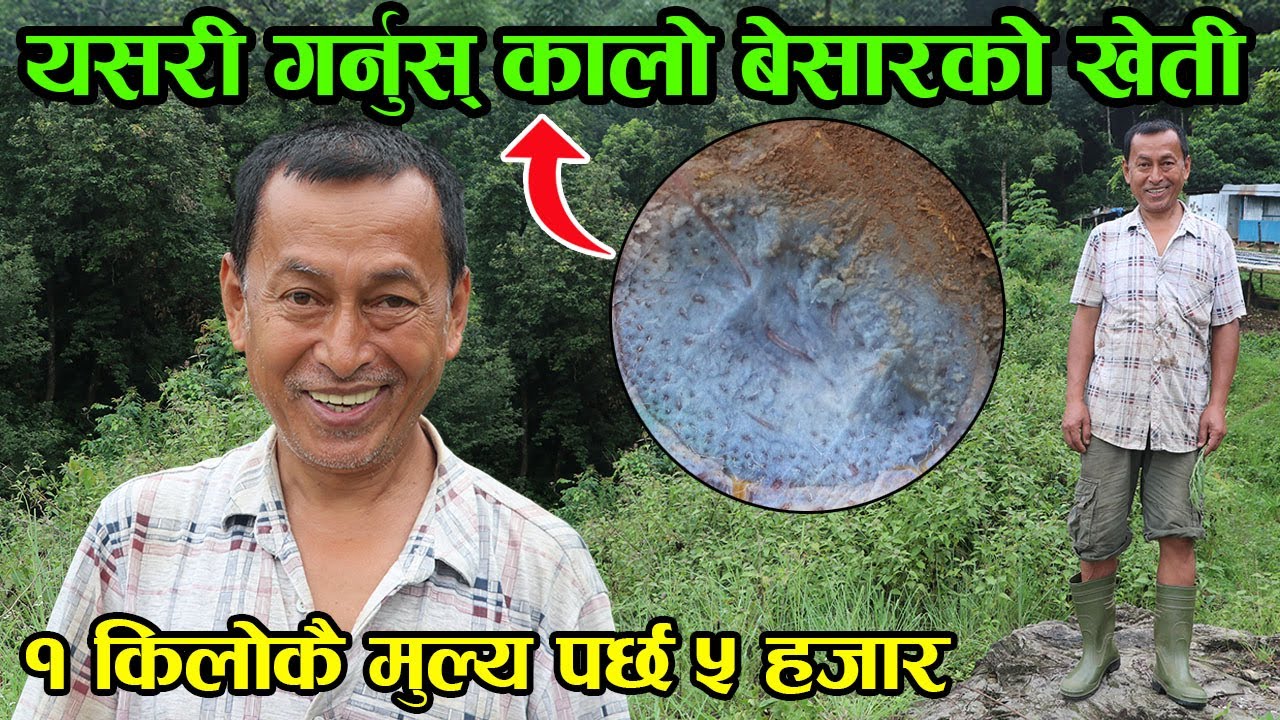 औषधिय गुण भएको ‘कालो बेसार’ को खेती गर्नुहोस् एक किलोलाई ५ हजार रुपैँयामा बेच्नुहोस् │Nepal Chitra