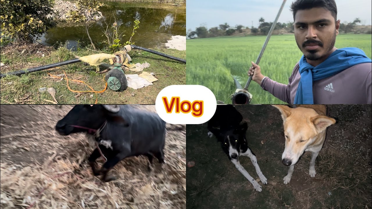 Village Life Vlog 😍 | Water Pump, Farming & Animals 30/365 Day Vlog Challenge 