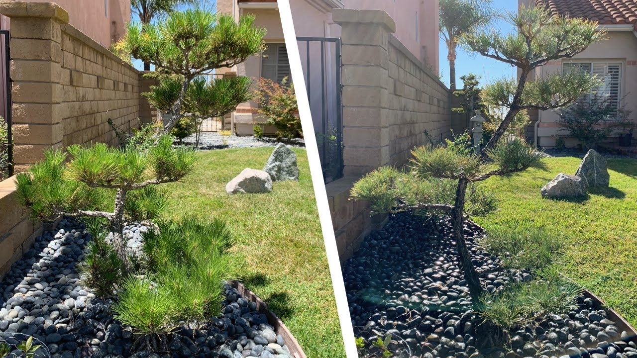 芽切り Mekiri - Decandle & Prune Japanese Black Pine 黒松 Kuromatsu [Summer 2022]