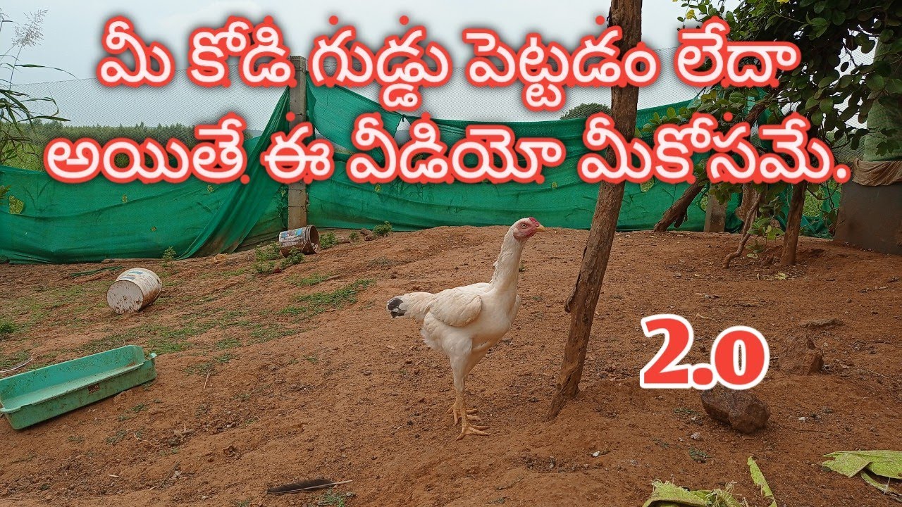 hen not laying eggs part two | మీ కోడి గుడ్డు పెట్టడం లేదా అయితే మీకోసమే ఈ వీడియో part two.