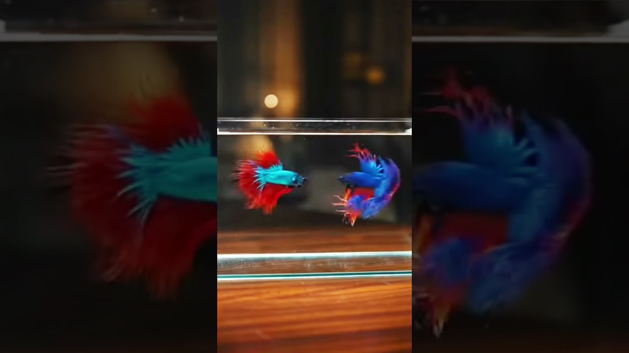 🐠 Fiery Betta Battle: Two Fighting Fish Face Off! ⚔️💦 #BettaFish #shorts