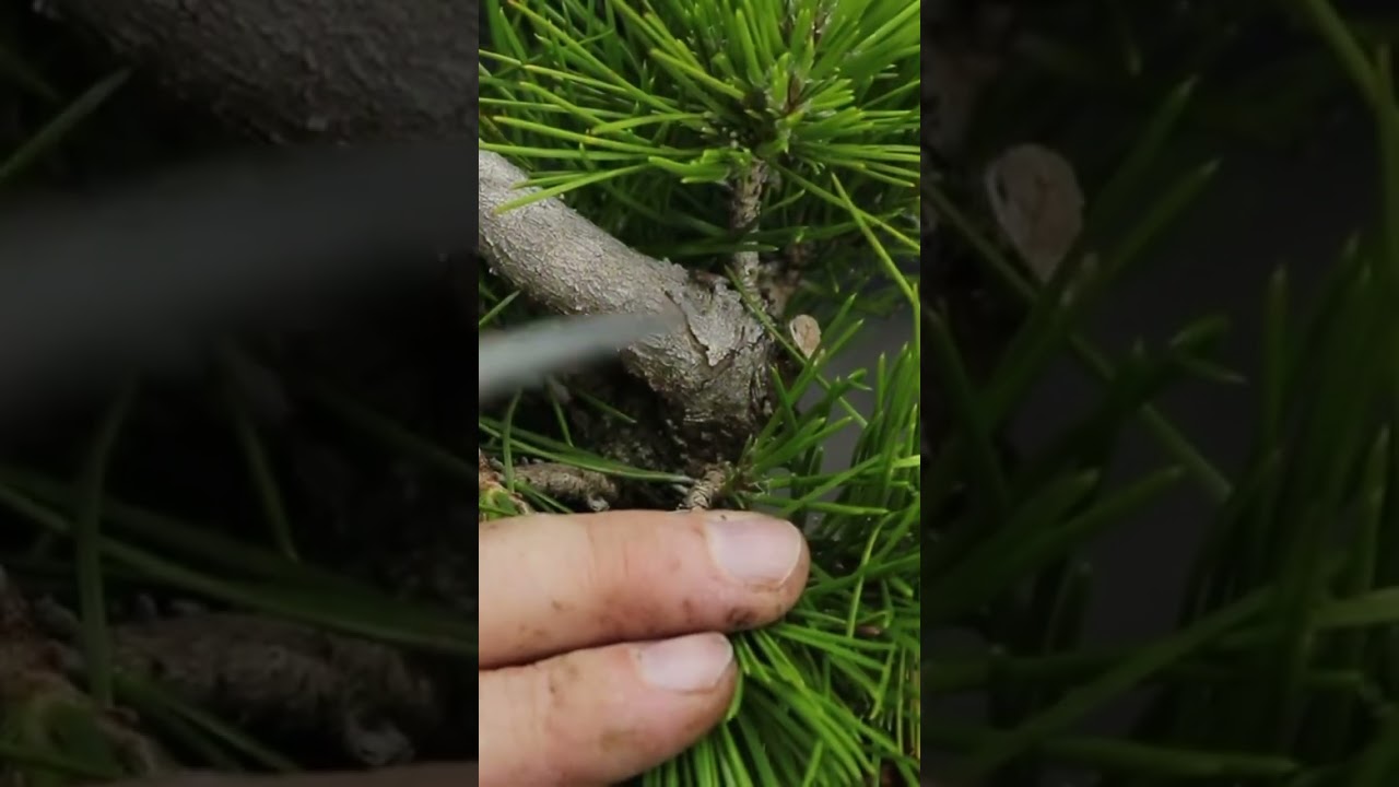 Укорачивание жертвенных ветвей в бонсай из черной сосны #стильбонсай #бонсай #terryerasmusbonsai