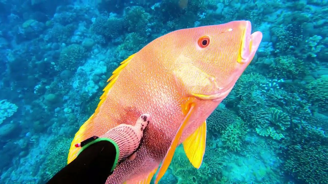#Eps 127 Spearfishing In BUTON ISLAND