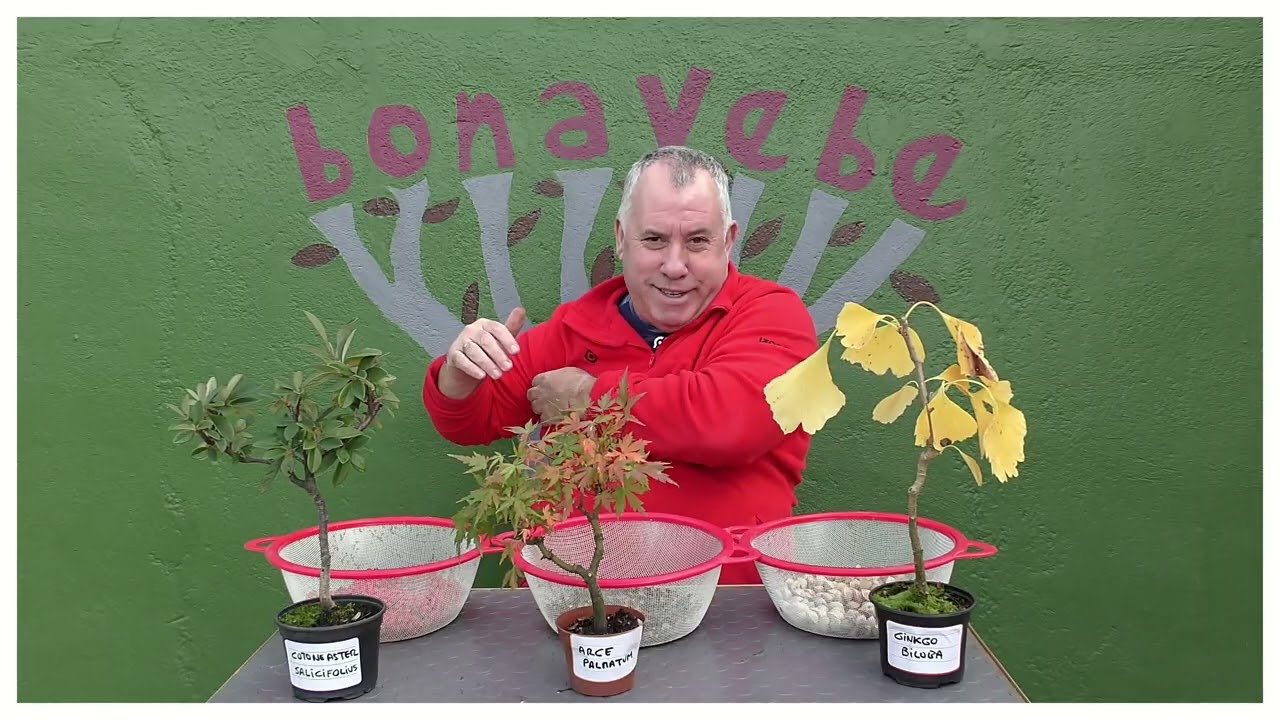 Regalo semillas temporada 2025 - 2026. @BonavebedesdeVigoGalicia.