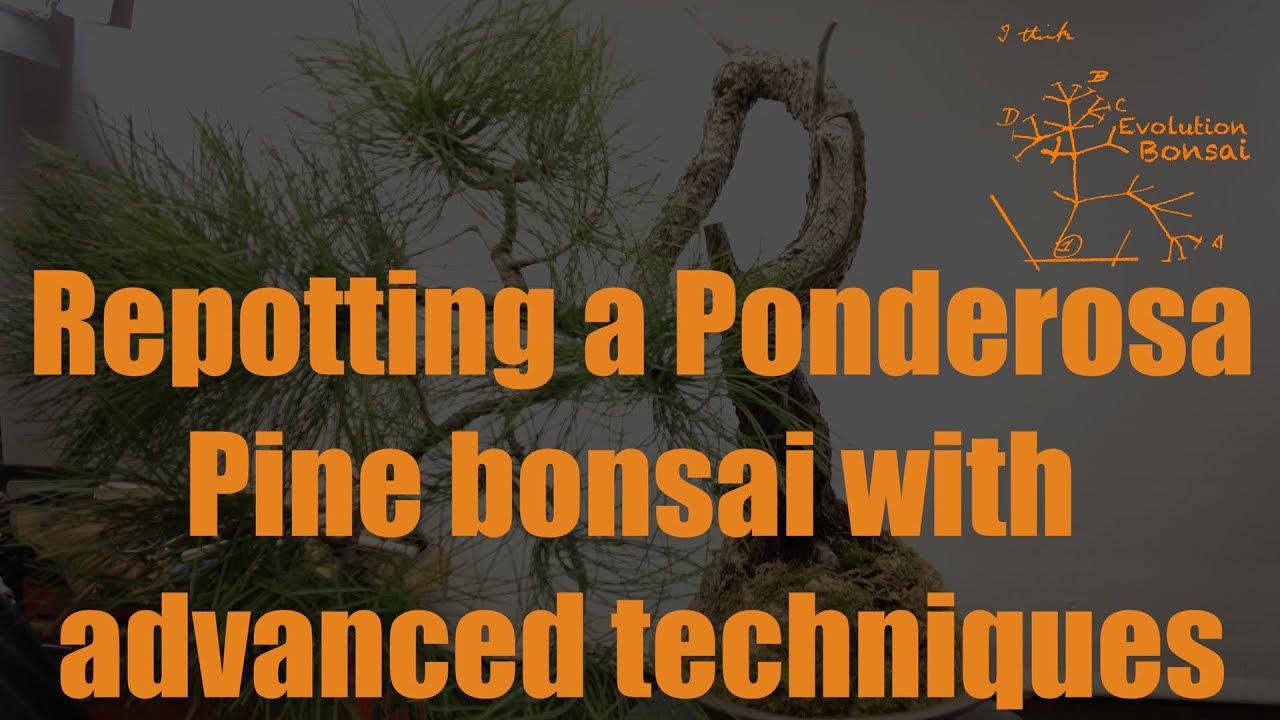 Repotting a Ponderosa Pine bonsai with advanced techniques