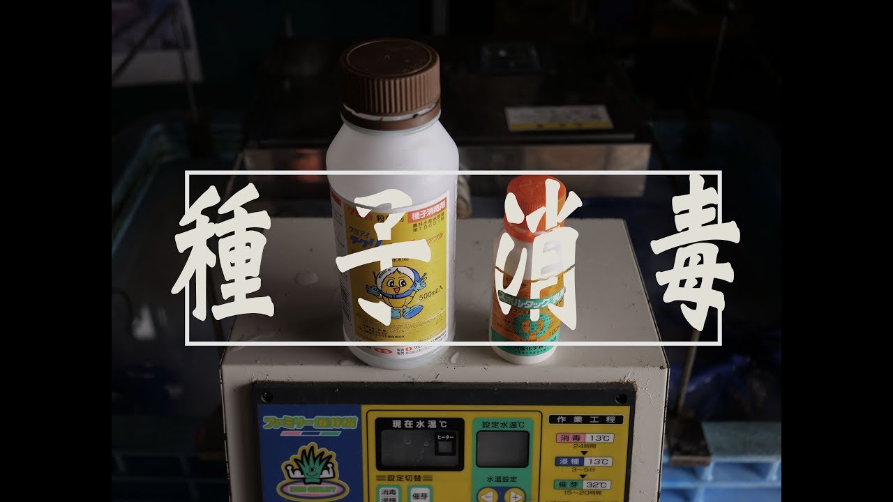 稲の種子消毒をする理由