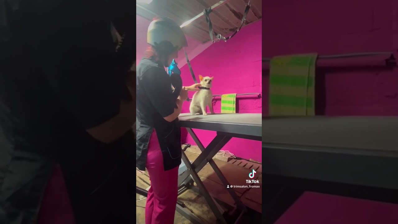 30/04/2024 Vandaag knappe Jack getrimd 🤩💪🥰