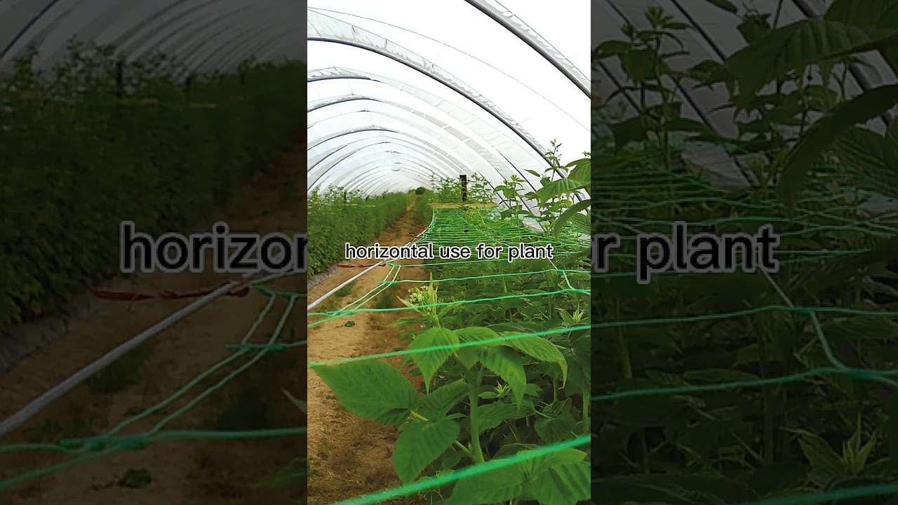 China Factory Supply Trellis Netting Plastic Wire Mesh, contact for more detail +86 15755218036