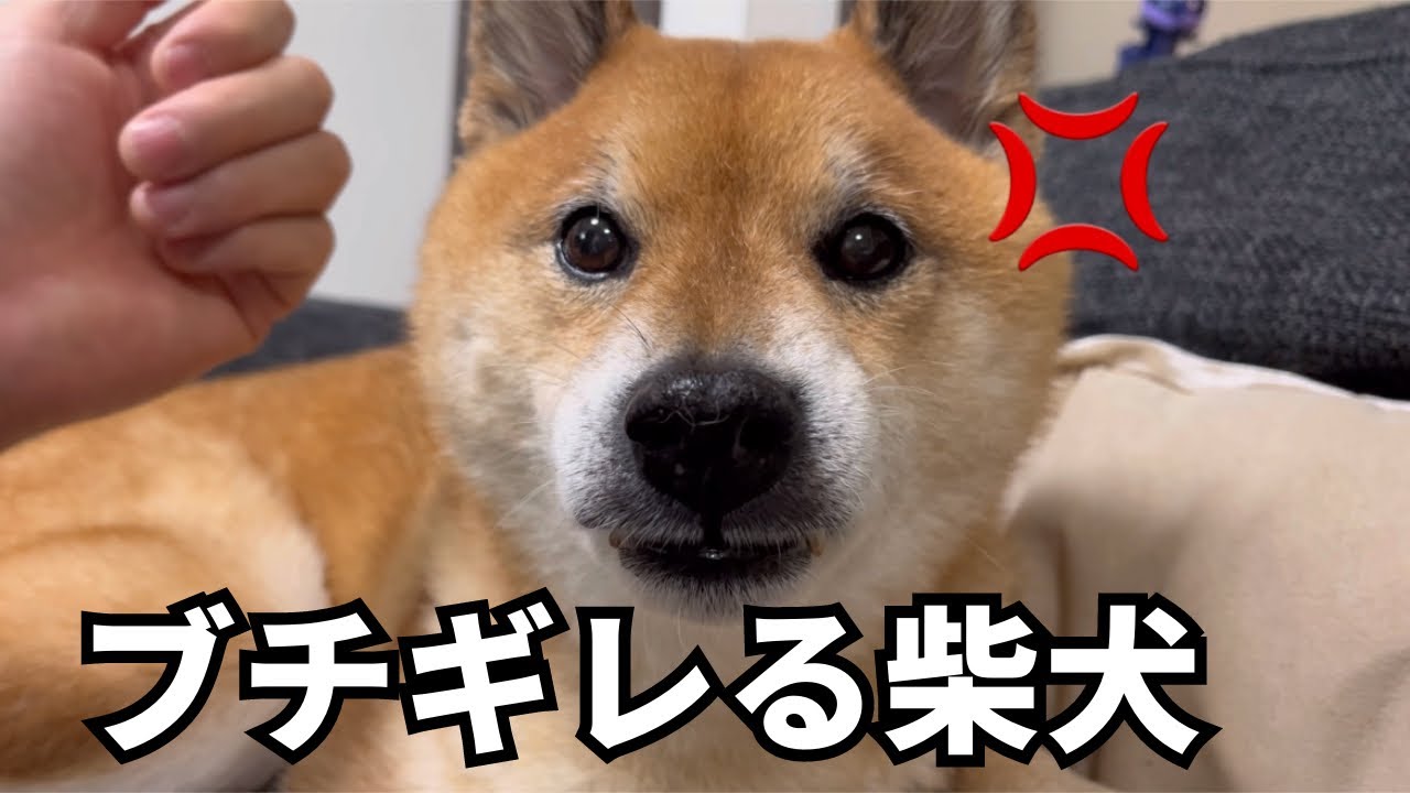 匂わせだけで伝わる、危機管理能力がハンパ無い柴犬。