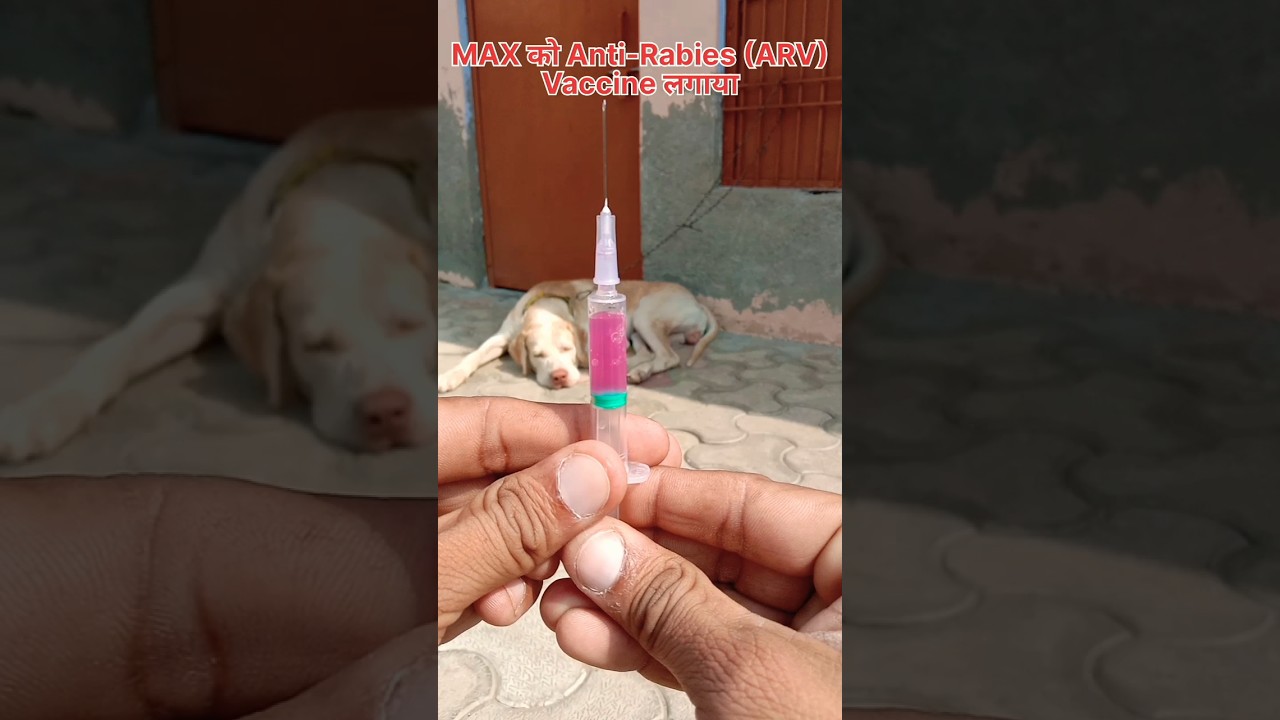 Anti-Rabies Vaccine (ARV) #doglover #dogvaccine #dogvaccination #antirabiesvaccine #gaamaaale