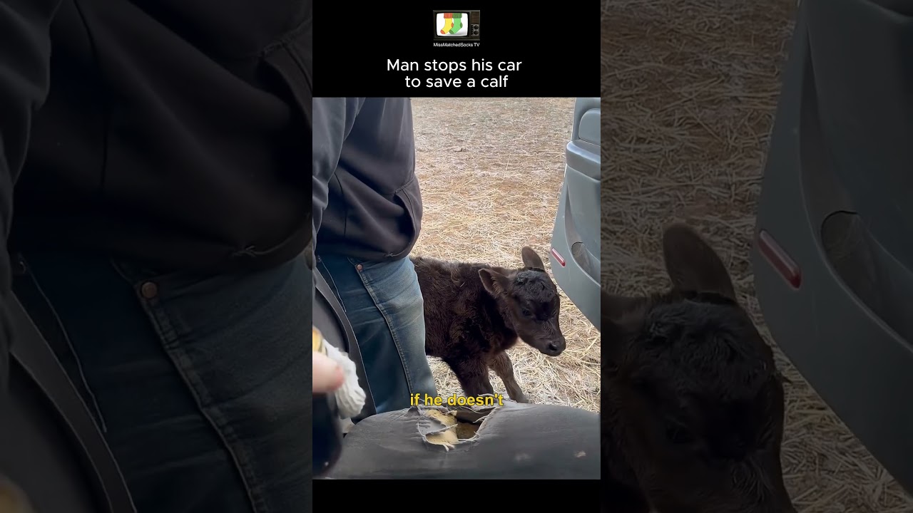 Man saves a new born calf 🐄? 