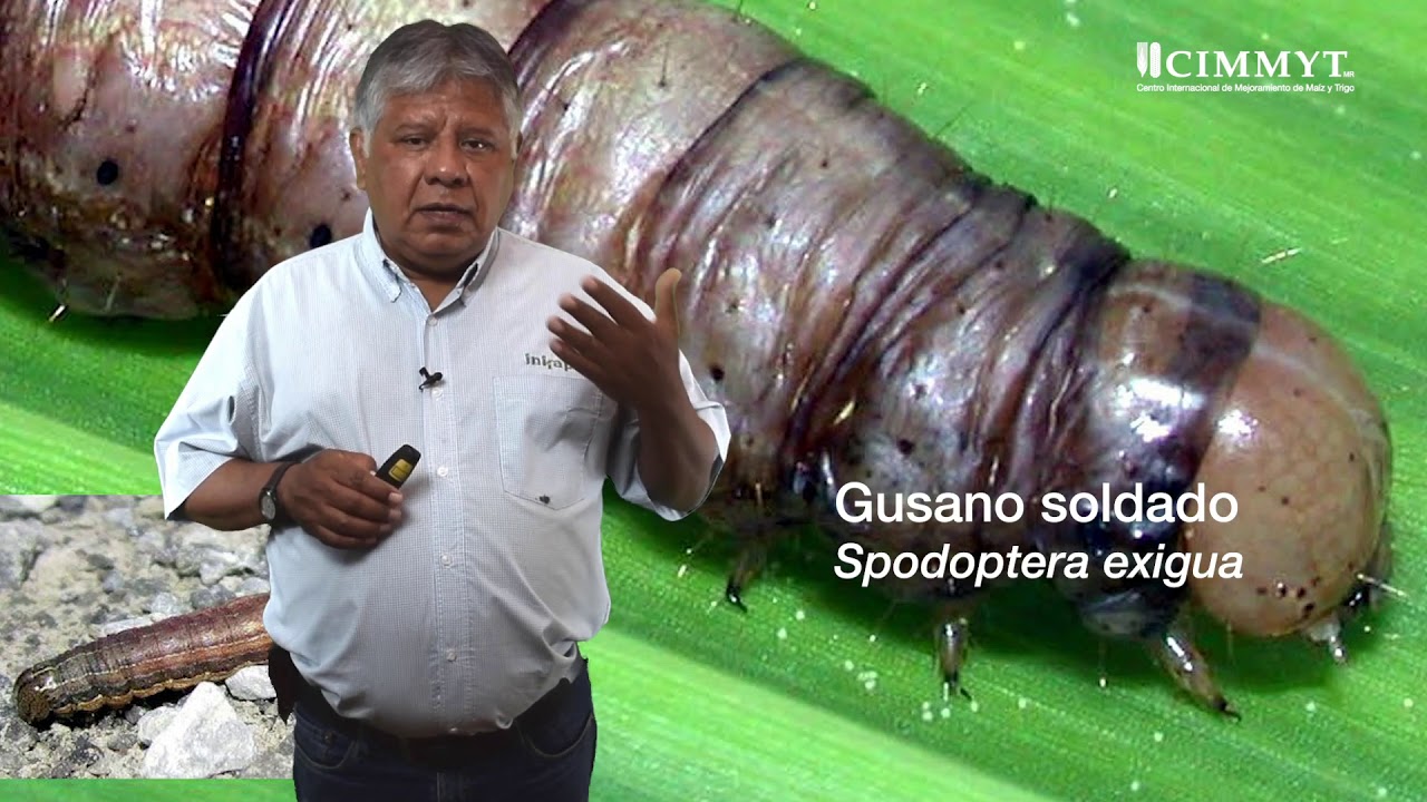 Plagas en el follaje del maíz