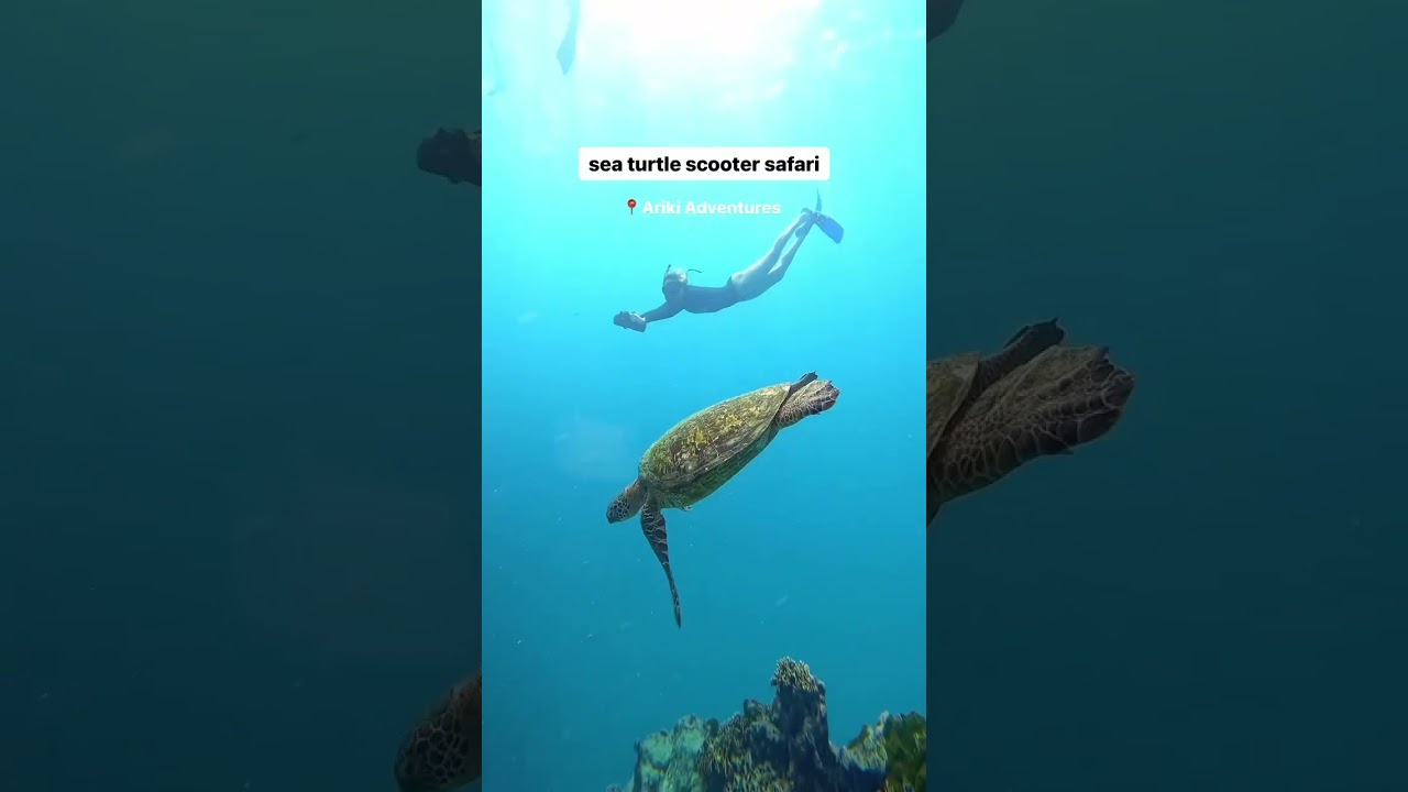 📌 Save this for your trip to the Cook Islands 🏝️🌺