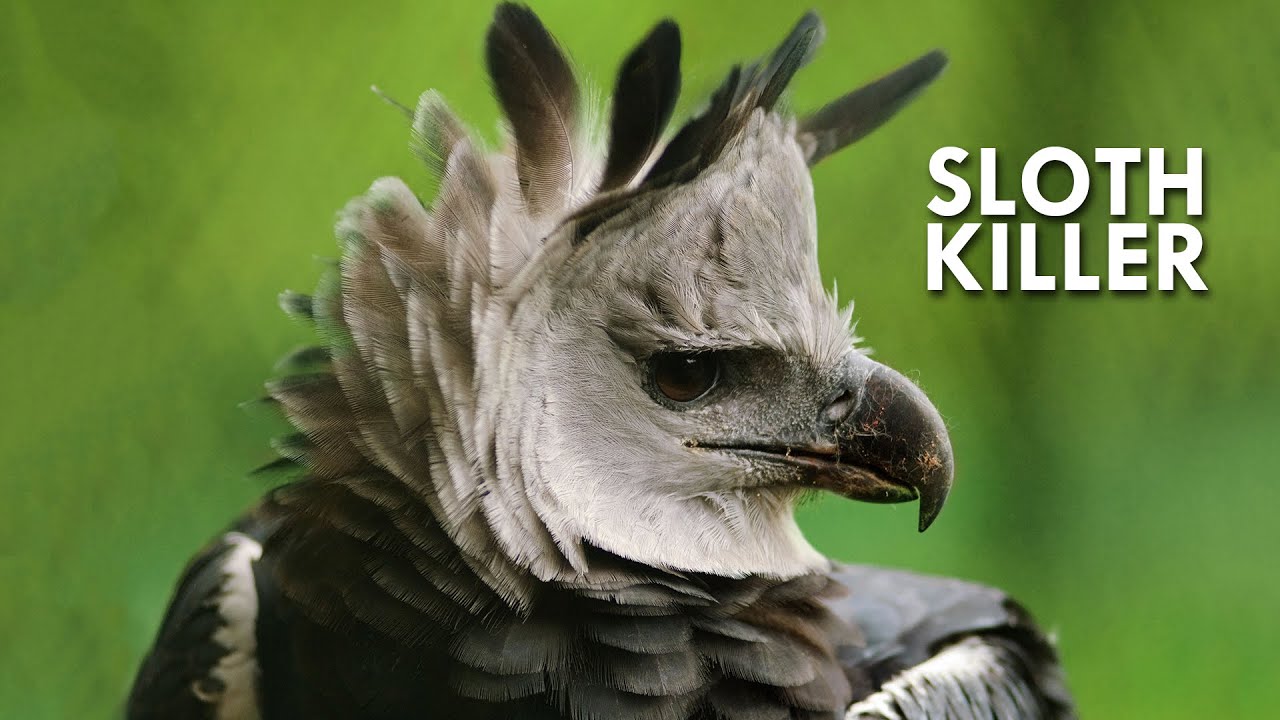 Eagles: Terror of the Skies