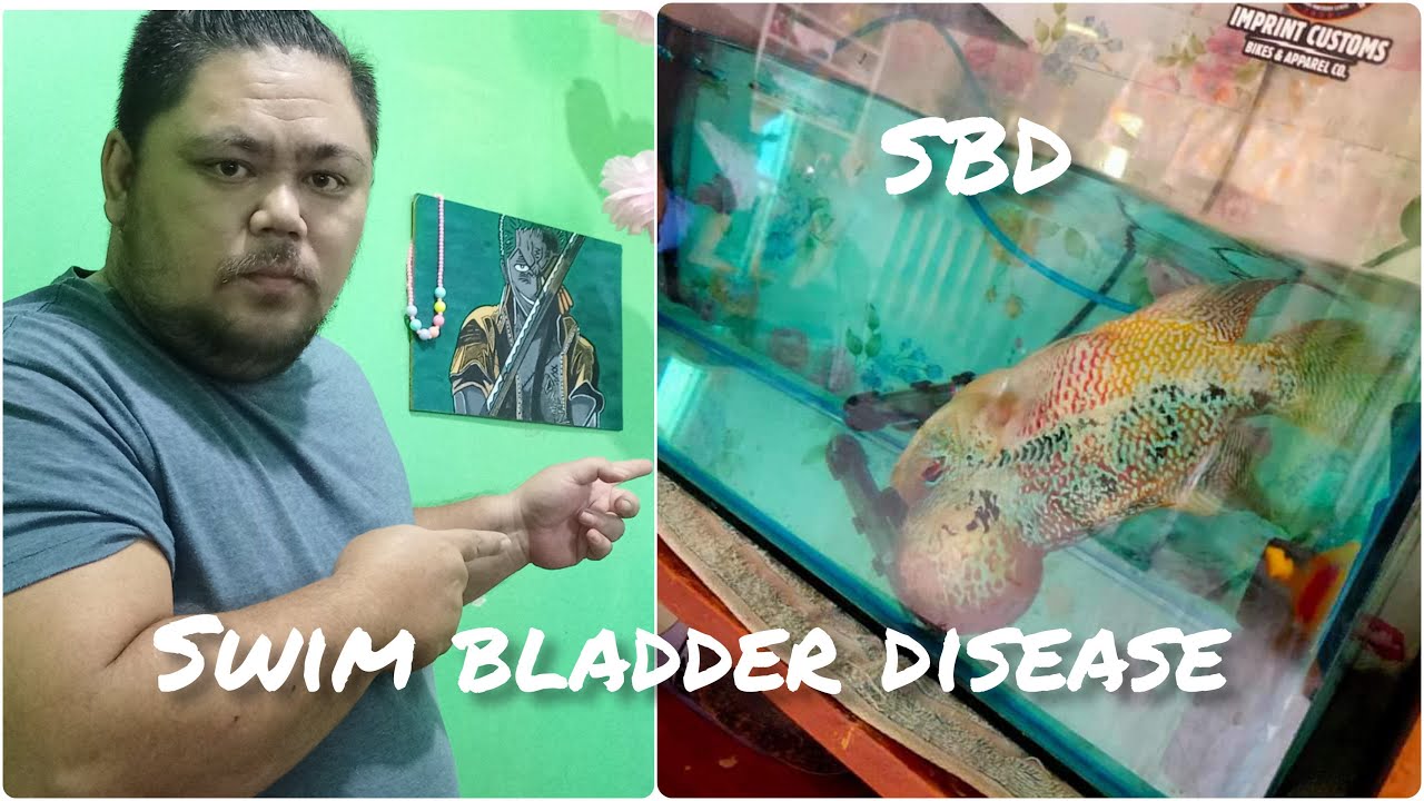 SBD or Swim Bladder Disease