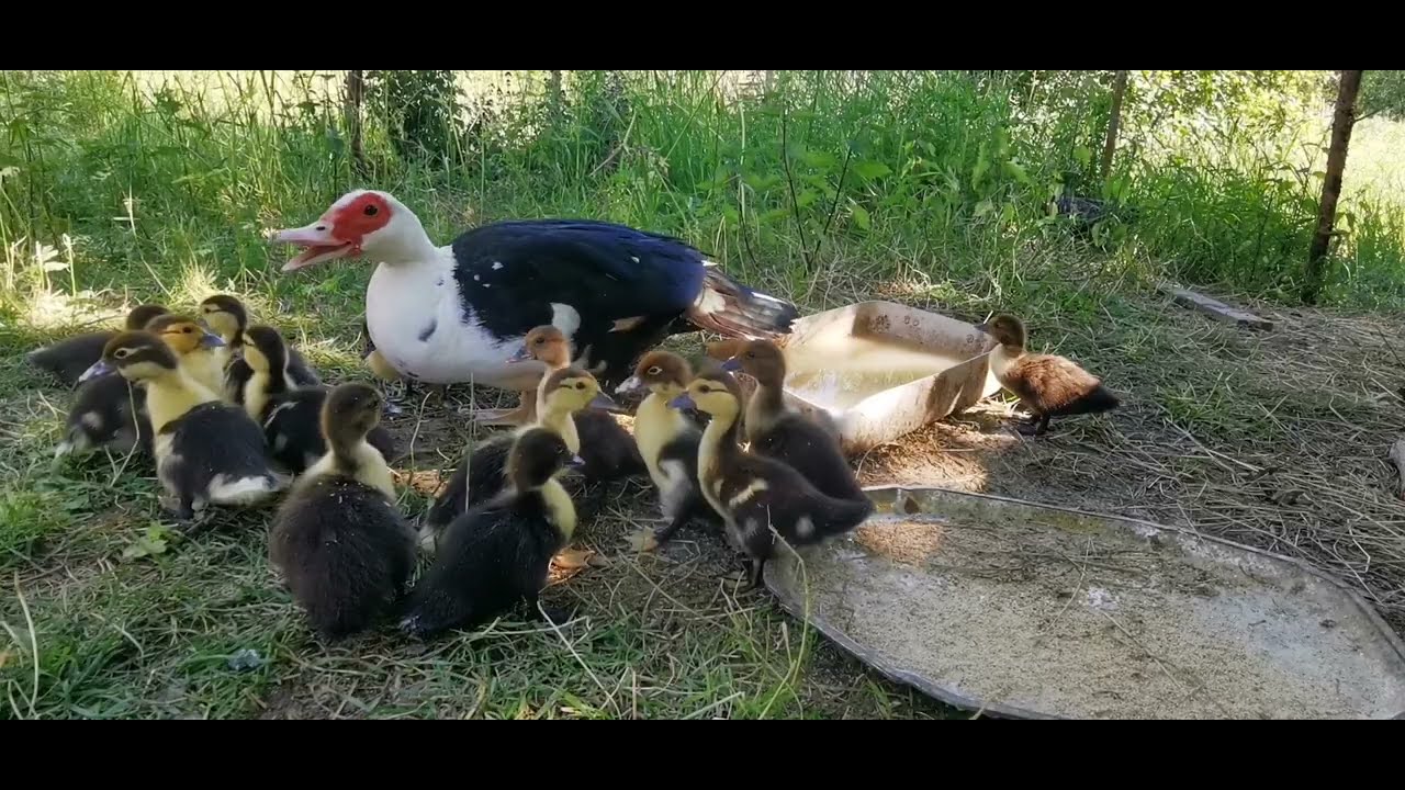 Extreme droogte & voedsel bewaren! || Mijn off-grid boerderij VLOG 55
