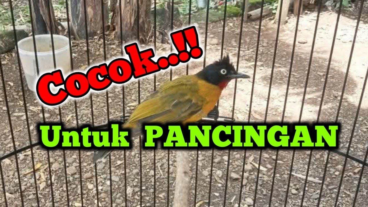 Suara burung kutilang emas gacor