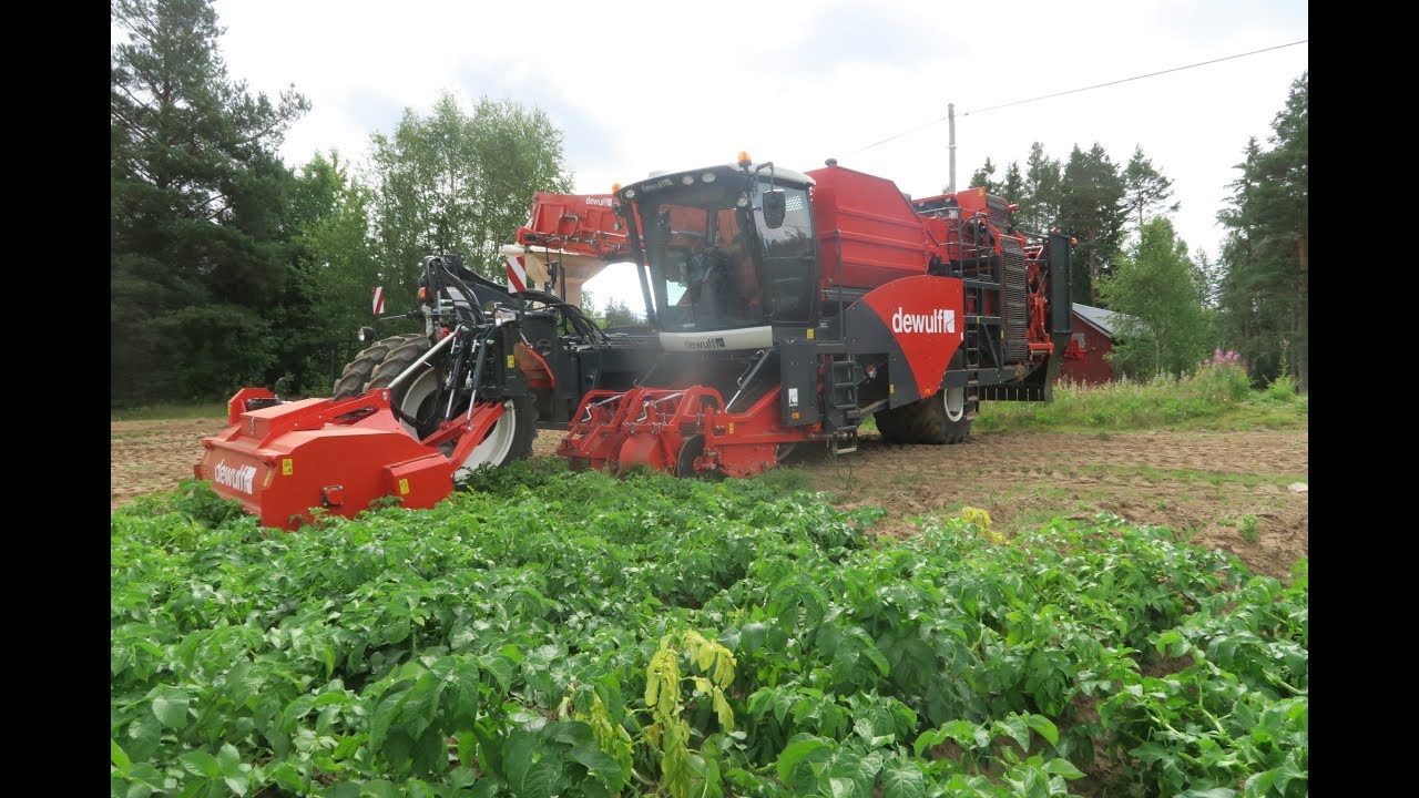 DEWULF RQA3060 selfpropelled potato harvester