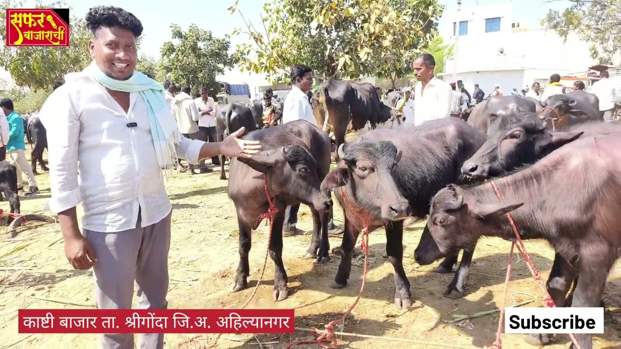 February 25, 2024 म्हैस बाजार काष्टी||buffalo Market in Maharastra India||buffalo market in India