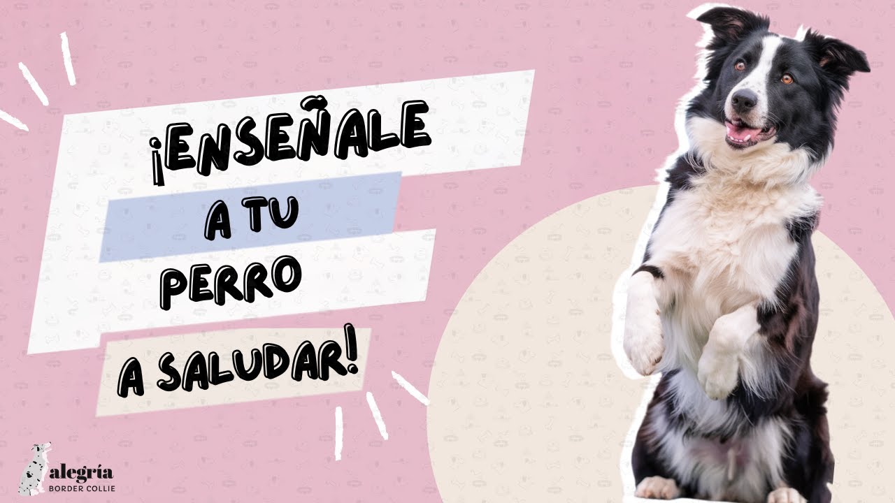 Cómo enseñar a tu perro a saludar 🐶 | Truco fácil paso a paso