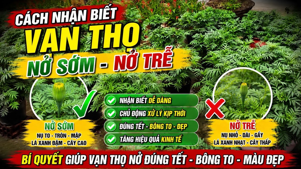 cách nhận biết bông vạn thọ nở sớm nở trễ, huỳnh cập 