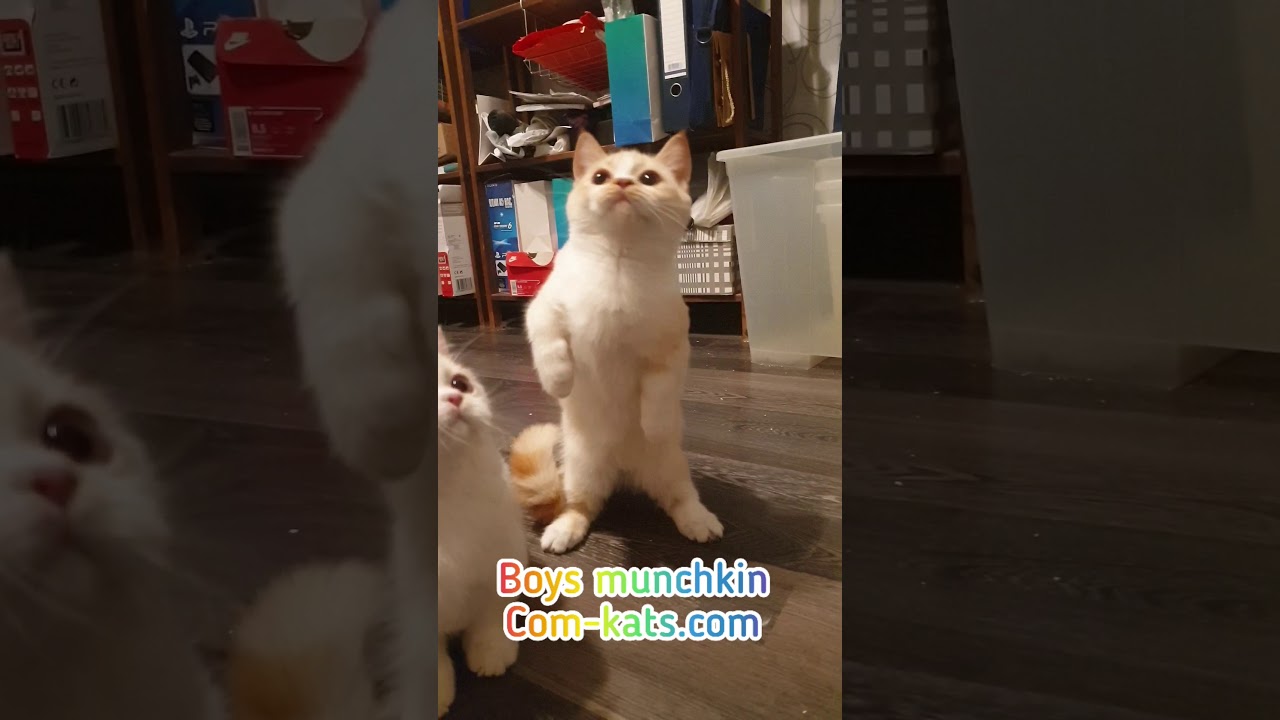 Munchkin kittens cute short legs cats