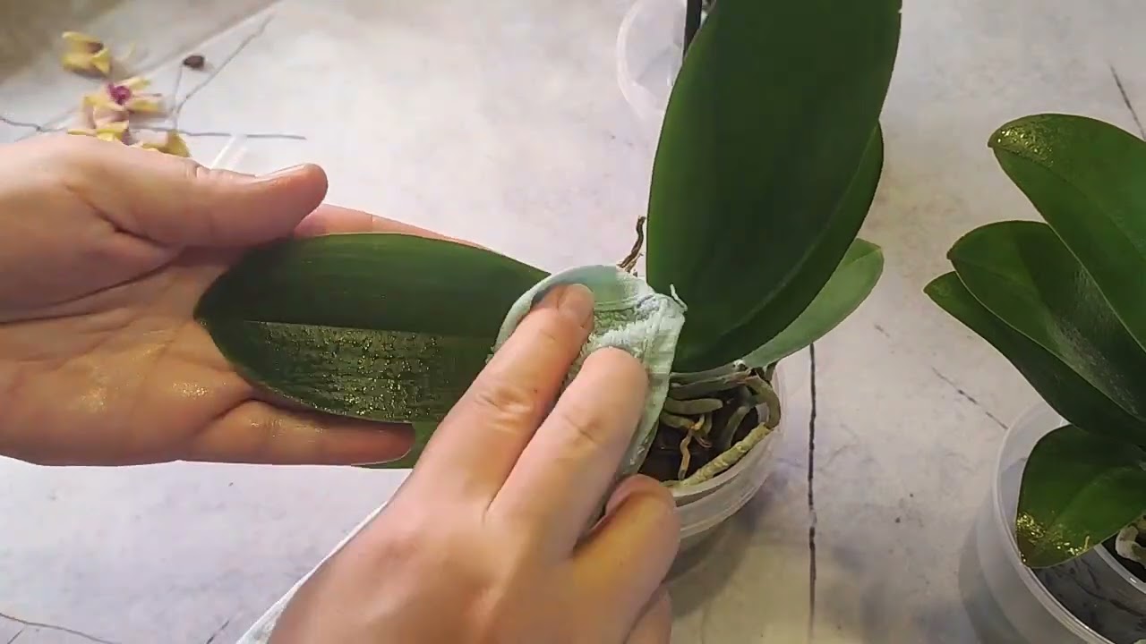 Хочу помочь орхидеям. Средство которое подходит для лечения орхидей