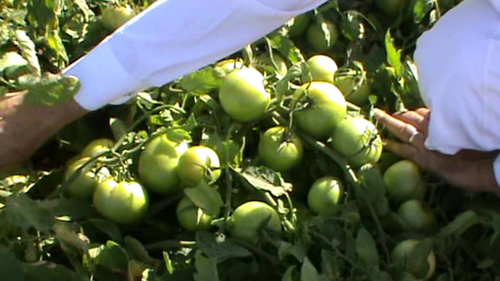 طماطم مكشوف بتسميد الرؤيا من منطقة الجوف