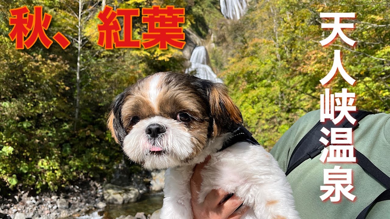 【シーズー犬散歩】北海道〜天人峡紅葉散歩！