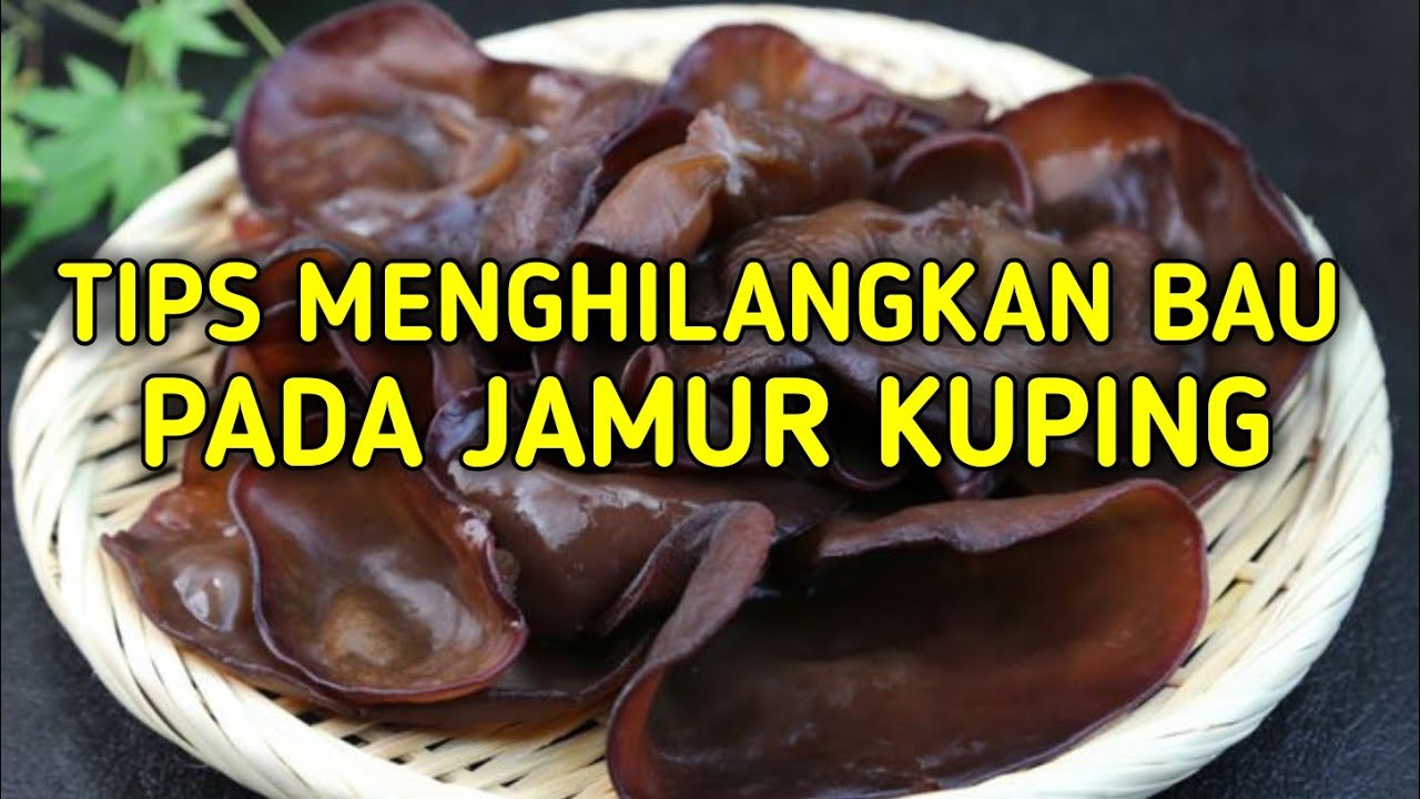 Tips MENGHILANGKAN BAU PADA JAMUR KUPING | TUTORIAL