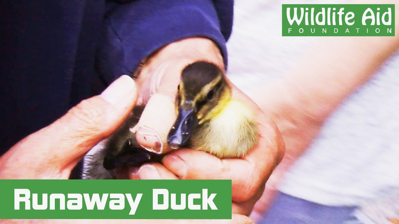 The Disappearing Duckling
