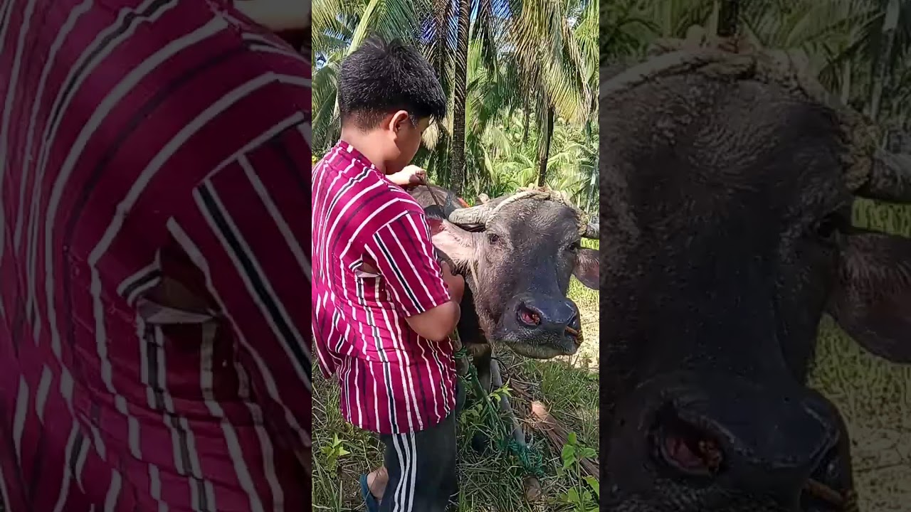 mao ni Ang among kinabuhi sa bukid isip USA ka mag uuma