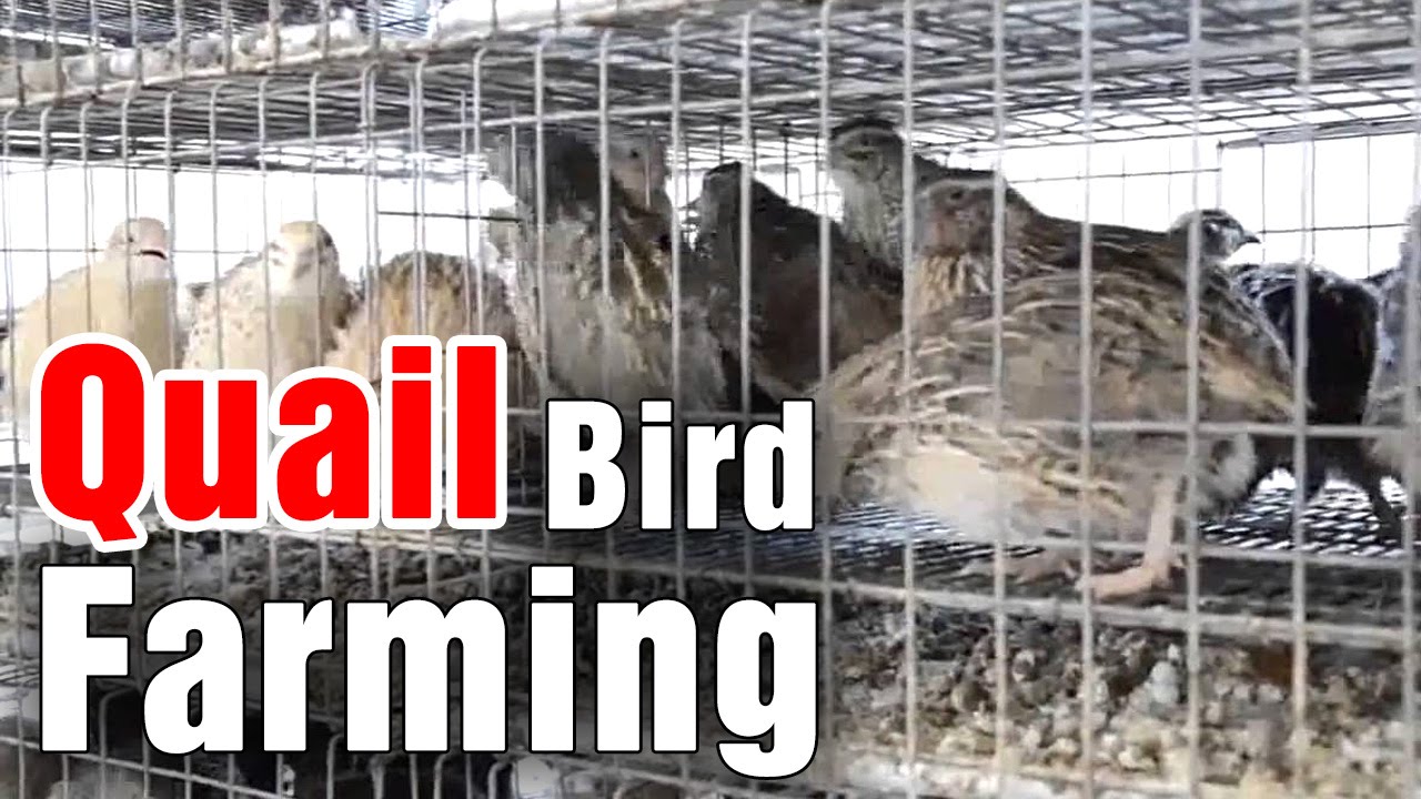 Techniques in Quail bird farming by Prof Hanumantha Rao - Sagubadi (20-01-2015)