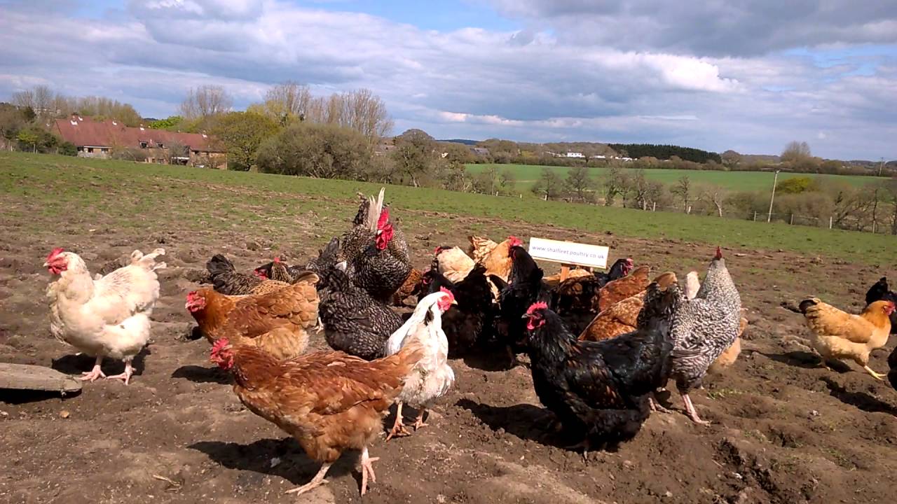 Our Free Range Mixed Group of Layers at www.shalfleetpoultry.co.uk