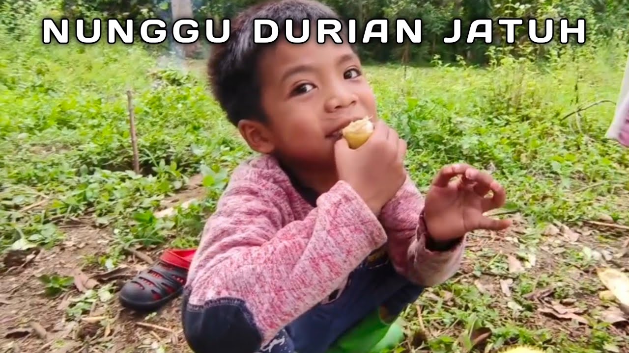 CARI DURIAN DI KEBUN DI KAMPUNG HALAMAN