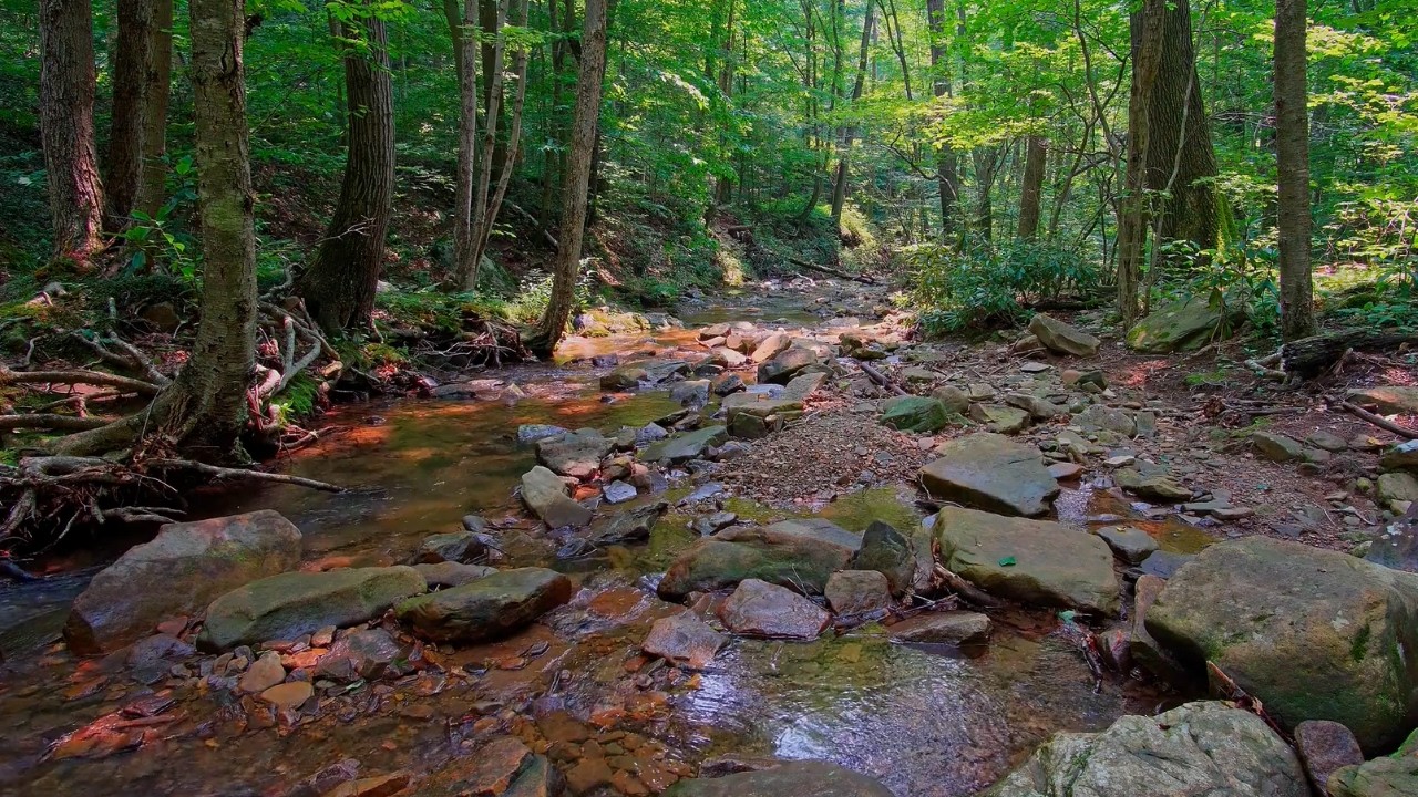 Gentle Forest Stream | 1 Hour of Soft Water Sounds for Relaxation