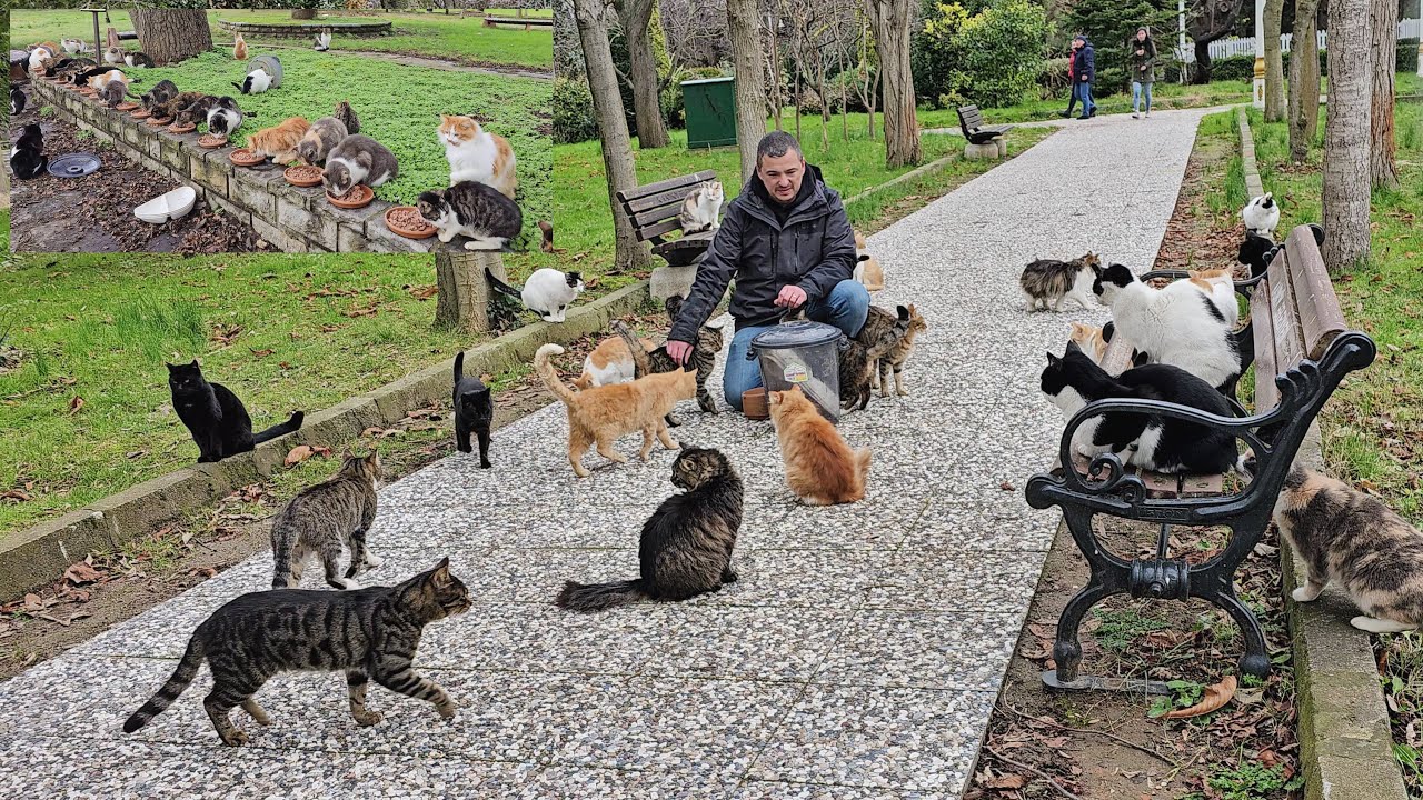 Человек, посвятивший свою жизнь бездомным кошкам. и милые коты, которые в него влюбились.