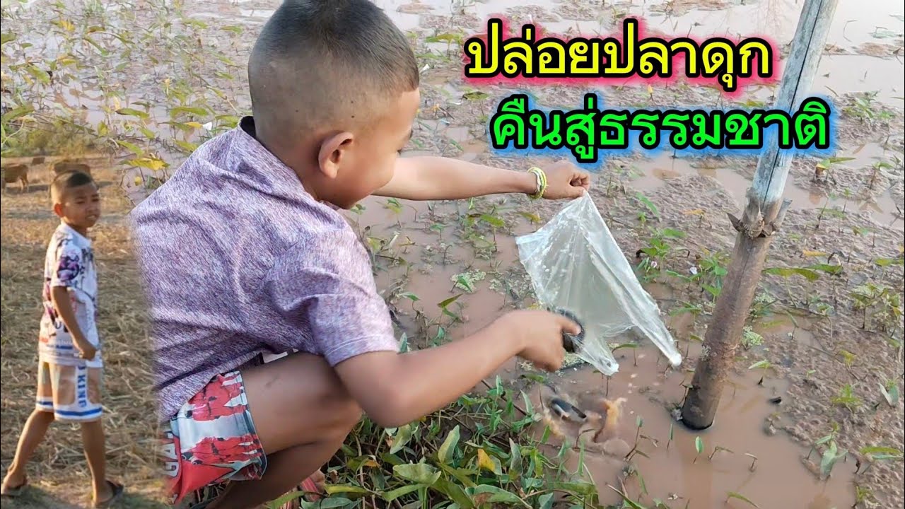 ปล่อยปลาดุกหาเลาะทุ่งนายามแลง || เก็บหมากขามหวาน