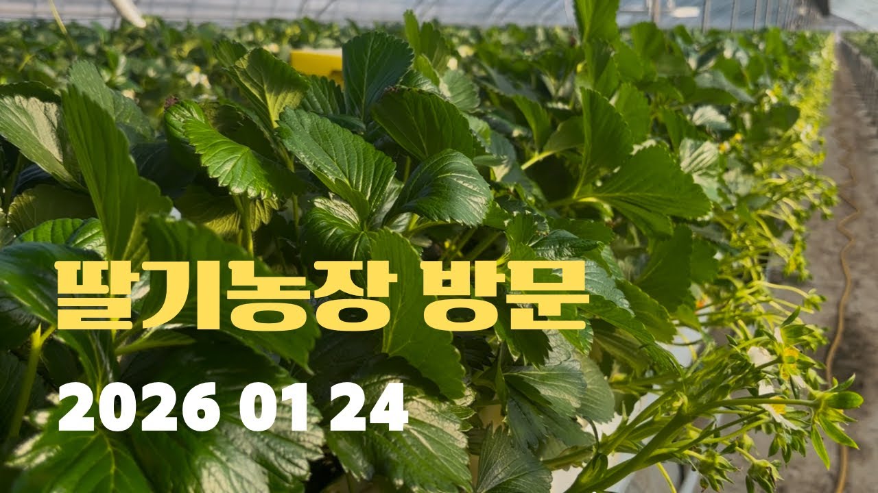 딸기농장방문