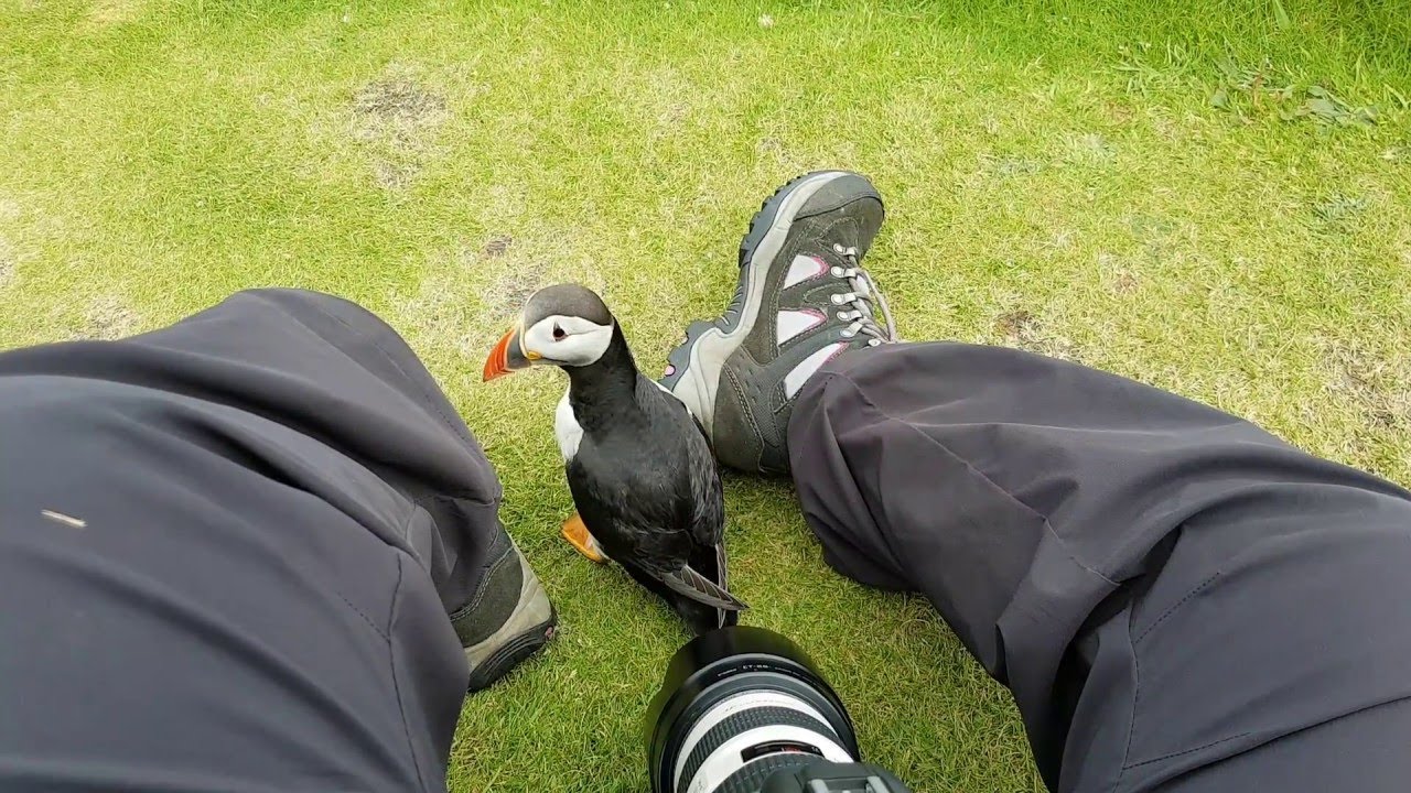 Friendly Puffin Approaches Photographer || ViralHog