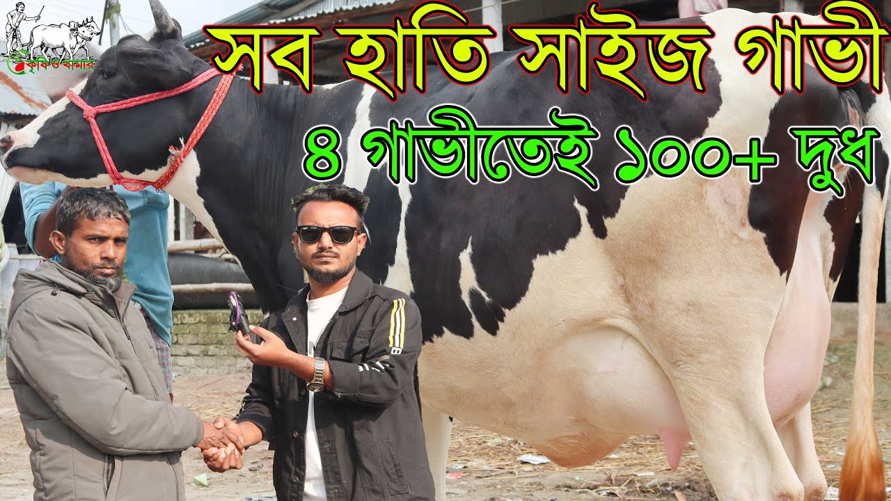 ৫টি সুপার-ডুপার ওভার বিগ সাইজের *২* দাঁত বয়সের ১ম বিয়েনের গাভীর প্রতিবেদন। টাকা দিয়ে হাতি কিনুন।