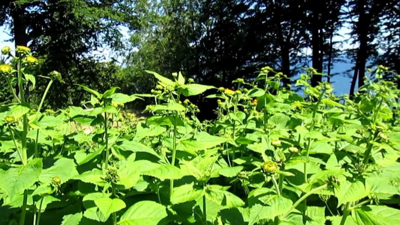 Møn Liselund Slot og Park..Danmark.🇩🇰 Musik..Blomsterhaven af Ole Børge Poulsen