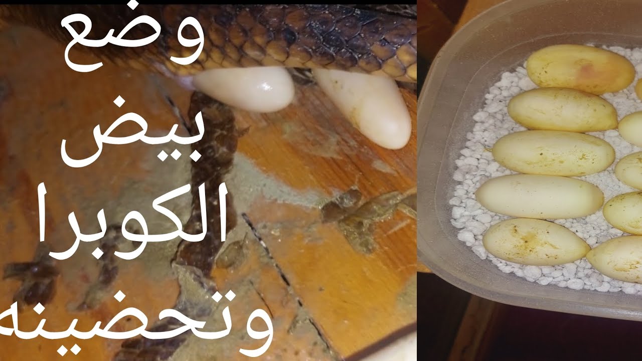 شاهد كيف يتم تحضين بيض الكوبرا بعد الوضع والحفاظ على النوع .مع يسري كوبرا